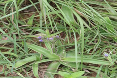 Cyanotis tuberosa var. adscendens